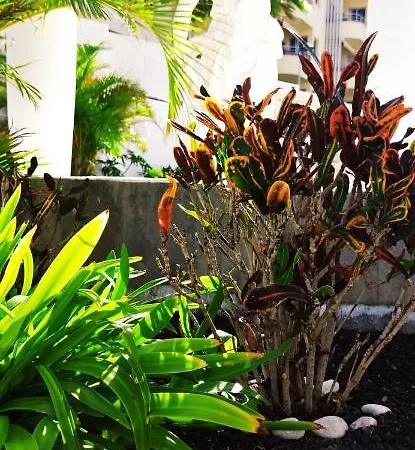 Paradise Ocean * Costa Adeje (Tenerife)